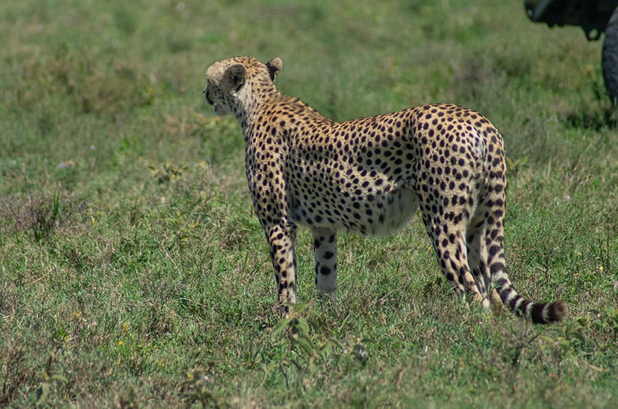 4 Days Nyerere & Mikumi Safari
