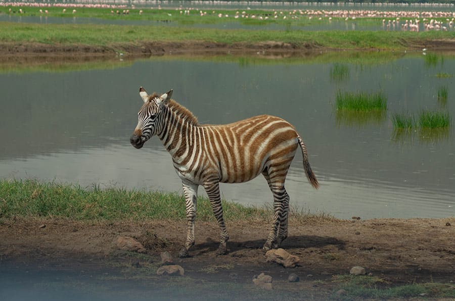 6 Days All-Inclusive Luxury Tanzania Safari