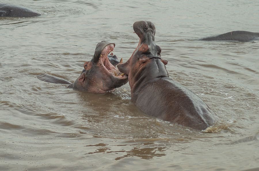 6 Days All-Inclusive Luxury Tanzania Safari