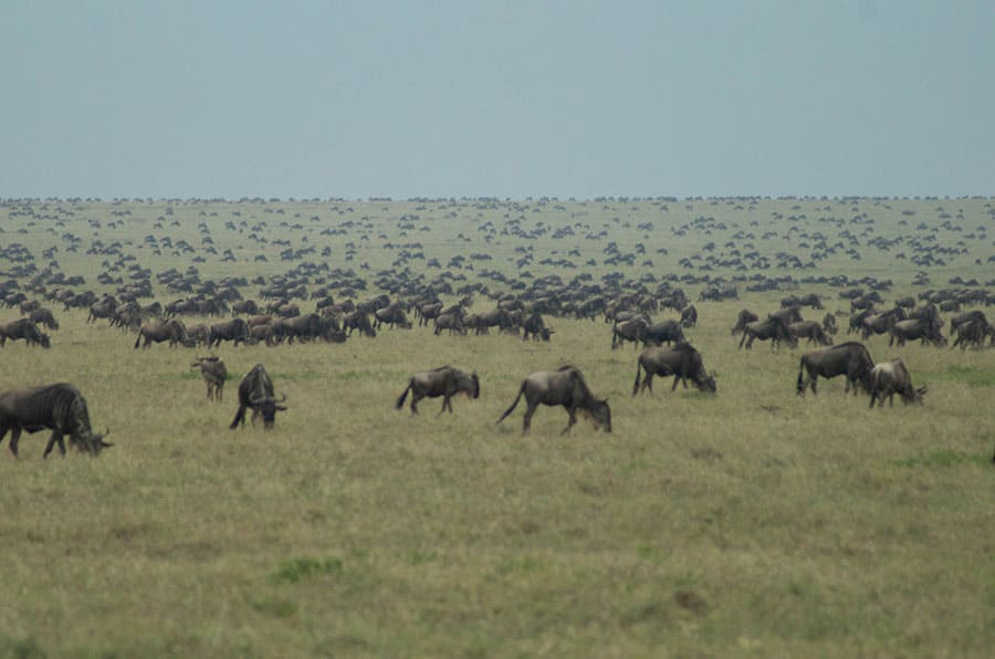 Serengeti Great Migration Safari 7 Days