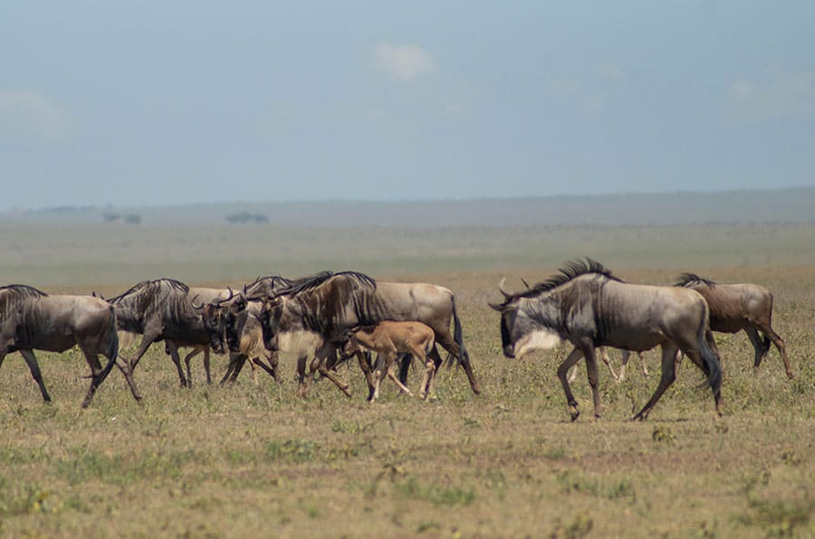 7 Days Serengeti Great Migration Safari