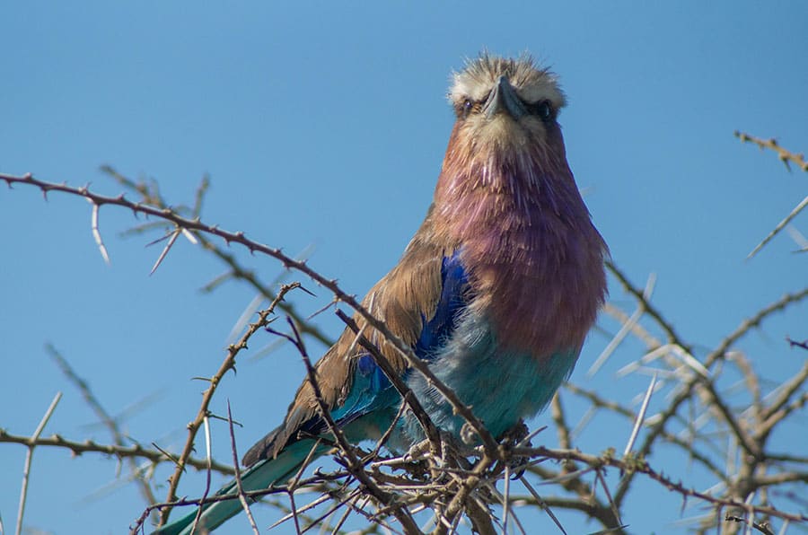 8 Days Northern Tanzania Wildlife Safari