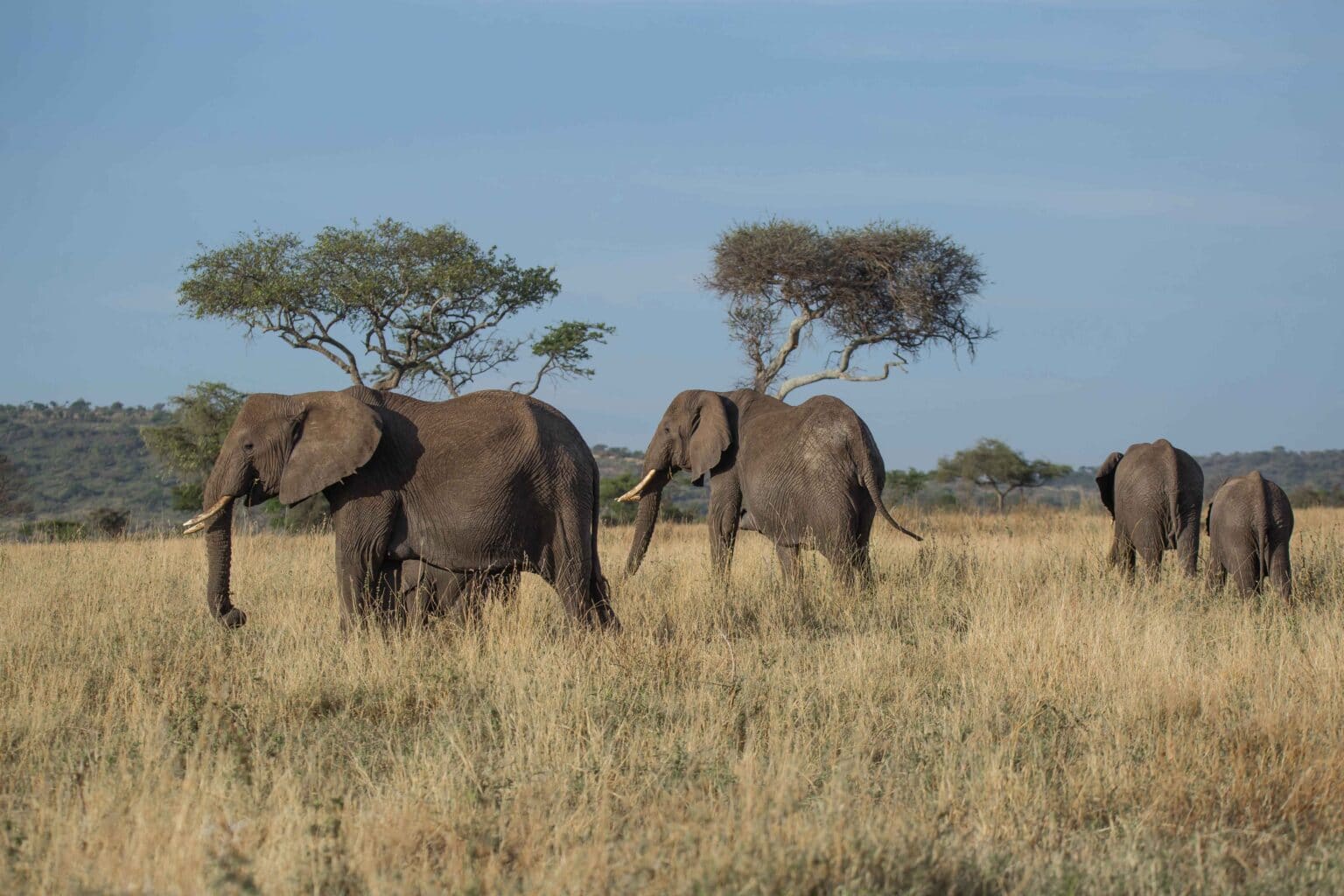 8 Days Northern Tanzania Wildlife Safari
