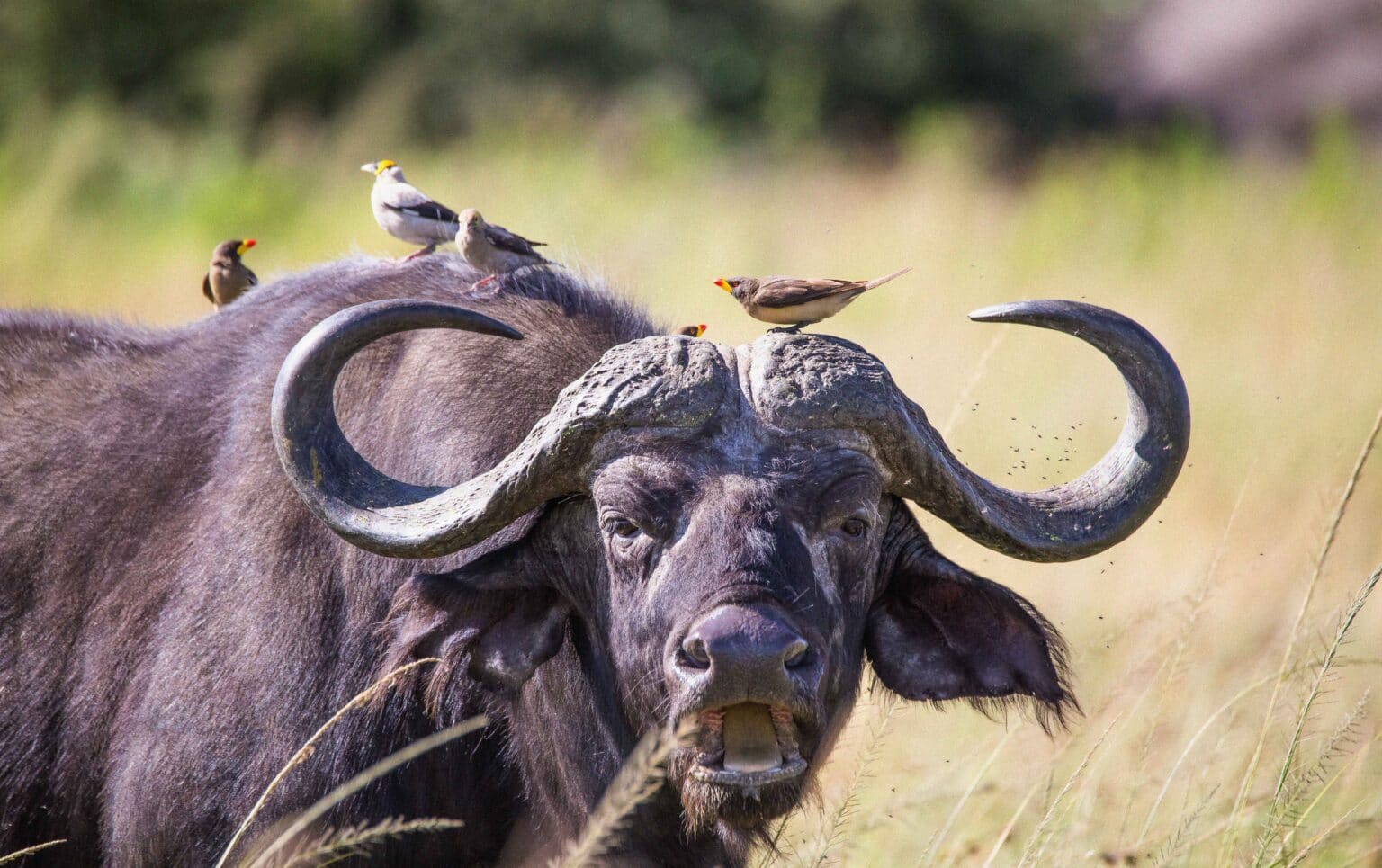 9 Days Premium Luxury Tanzania Safari