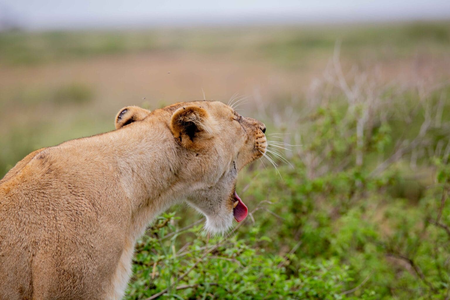 9 Days Premium Luxury Tanzania Safari