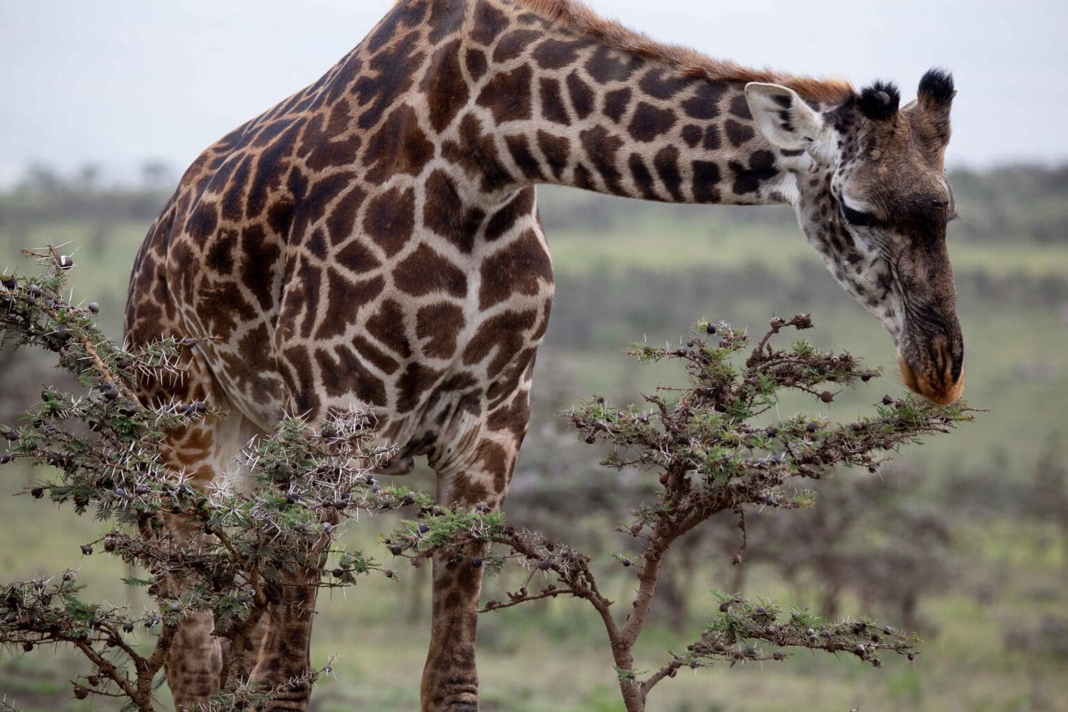 5 Days Budget Safari – Tarangire, Serengeti, Ngorongoro & Materuni