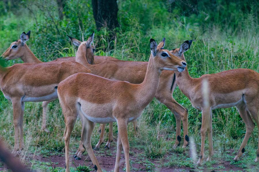 Mkomazi National Park Day Trip