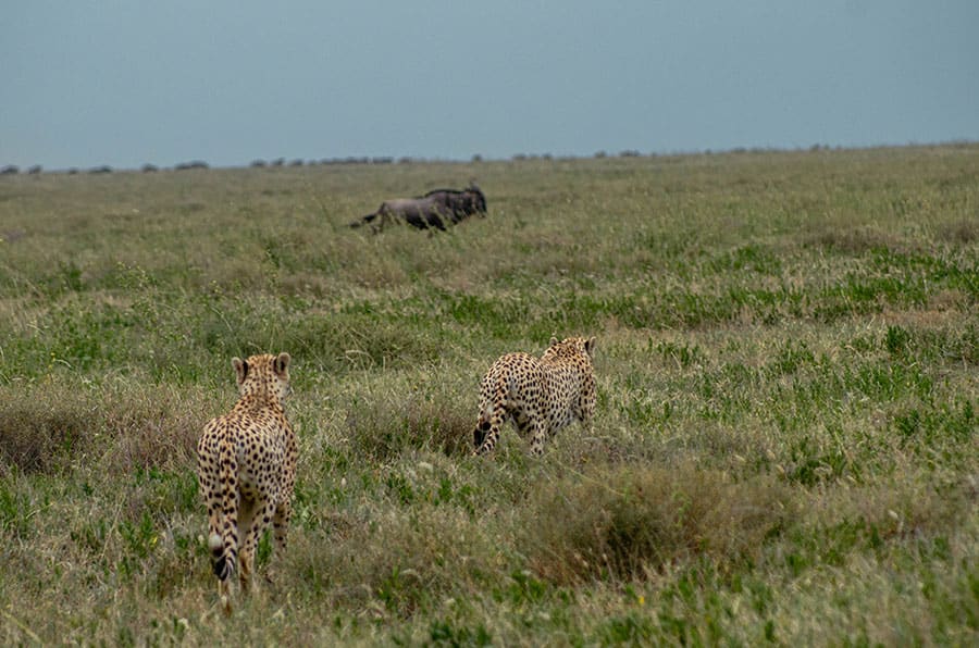 8 Days Great Migration Safari – Tarangire, Serengeti & Ngorongoro