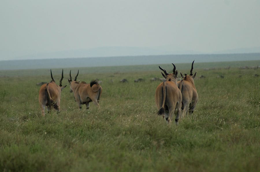 Ndutu Migration Safari Calving Season 5 Days