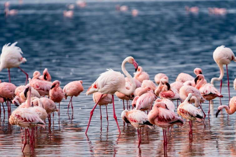 5 Days Lake Manyara Ngorongoro Serengeti