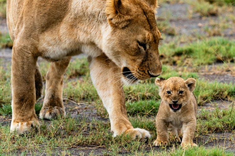 6 Days Lake Manyara Ngorongoro Serengeti Tarangire