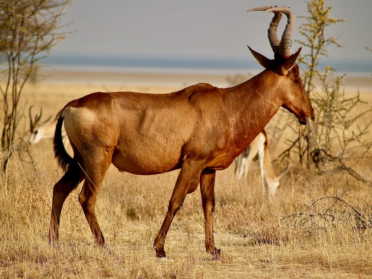 9 Days Selous Mikumi Ruaha