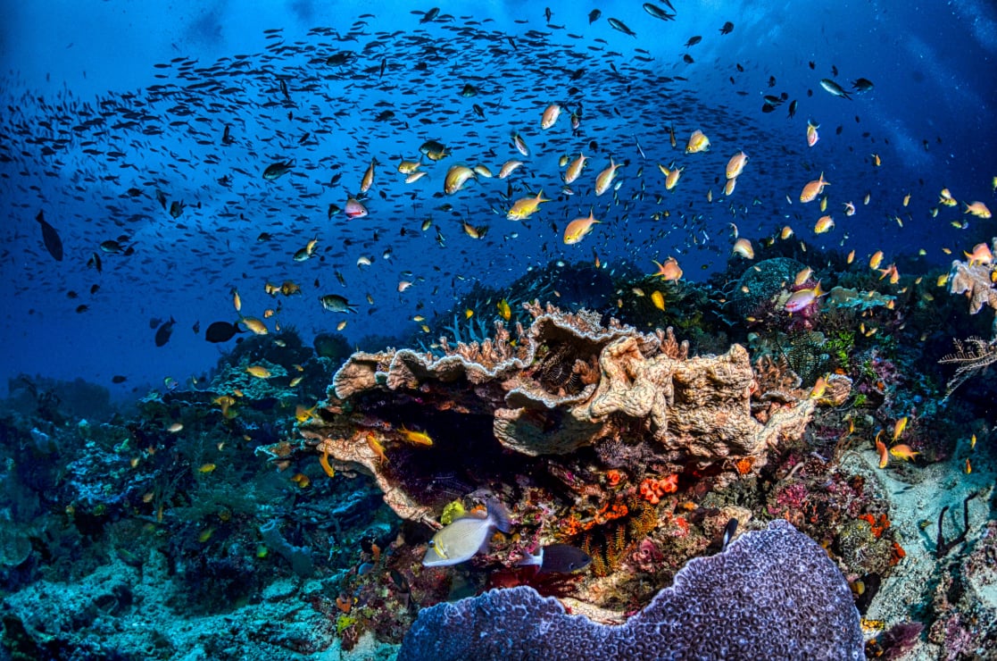 Pemba Island coral reef diving