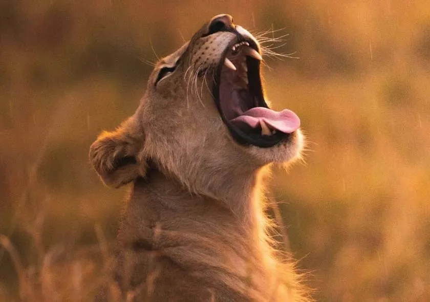 Adventure activities on a Tanzania safari