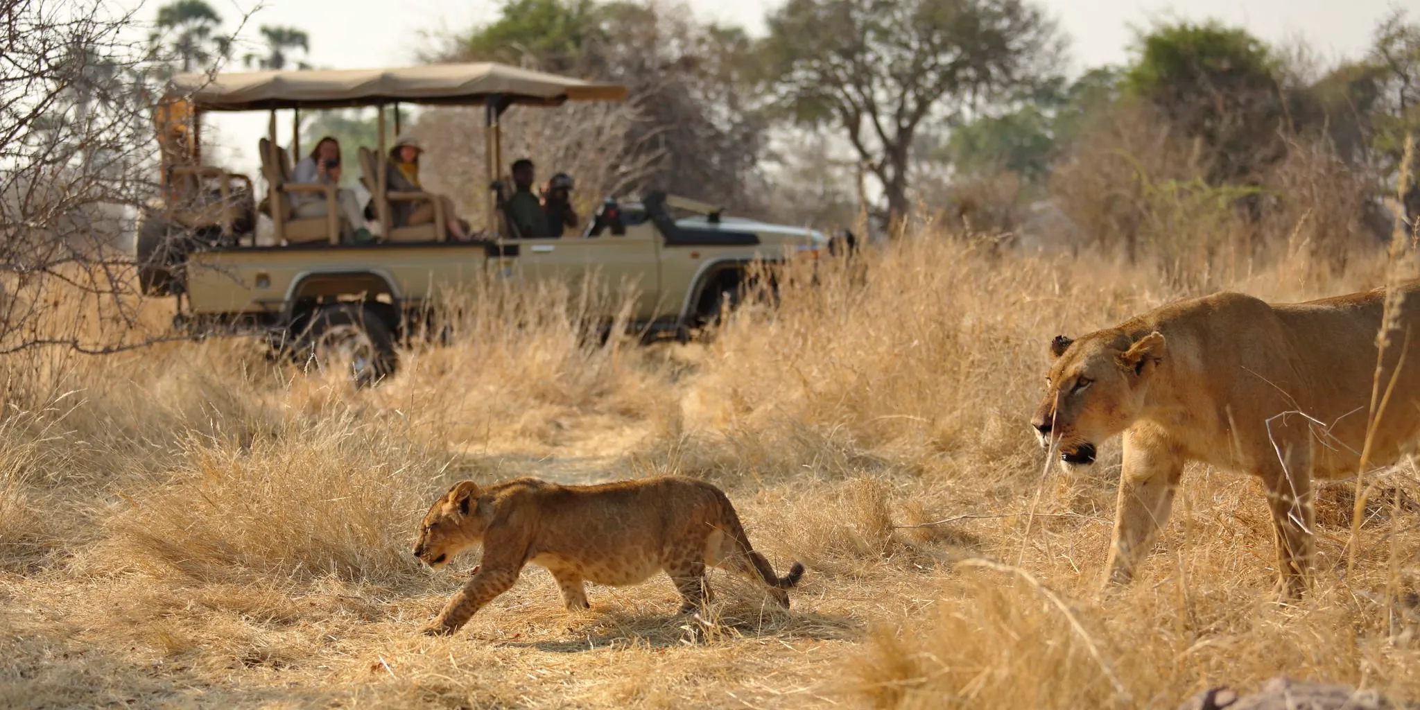 Day trip safari in a Tanzania national park