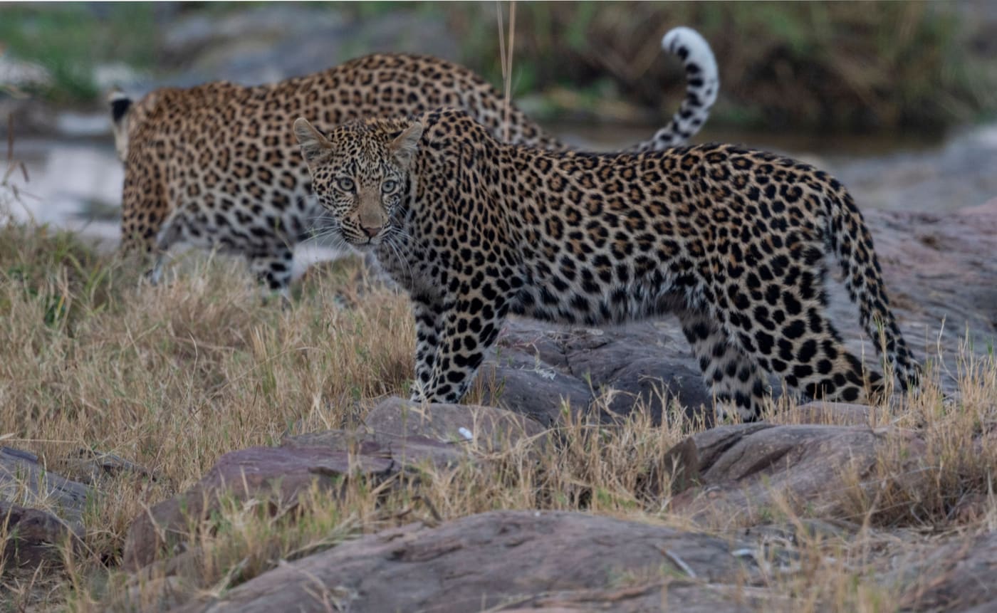 Ruaha day trip from Iringa