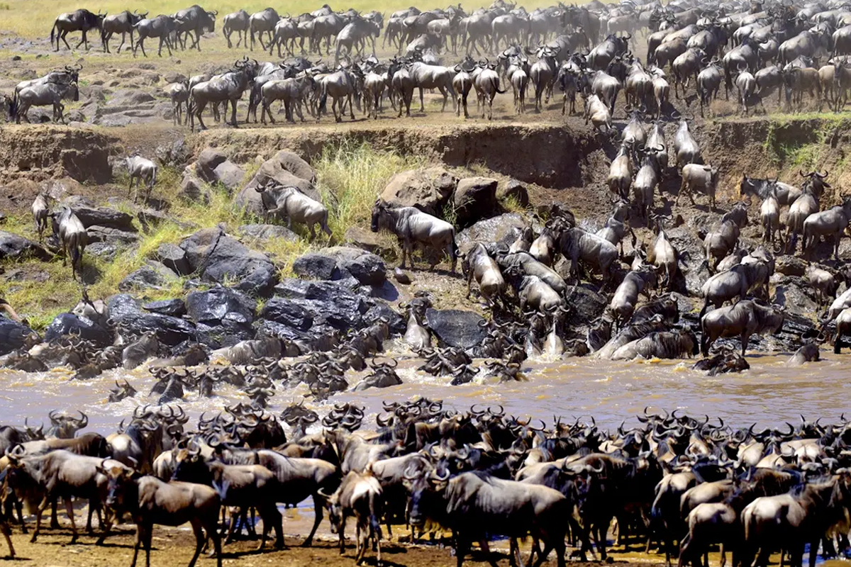 Best Time To See The Great Migration