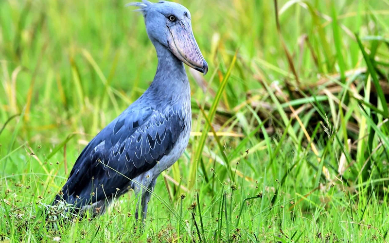 Embrace the Rain: Tanzania Wet Season Safari - Wild Geza Safaris Tanzania