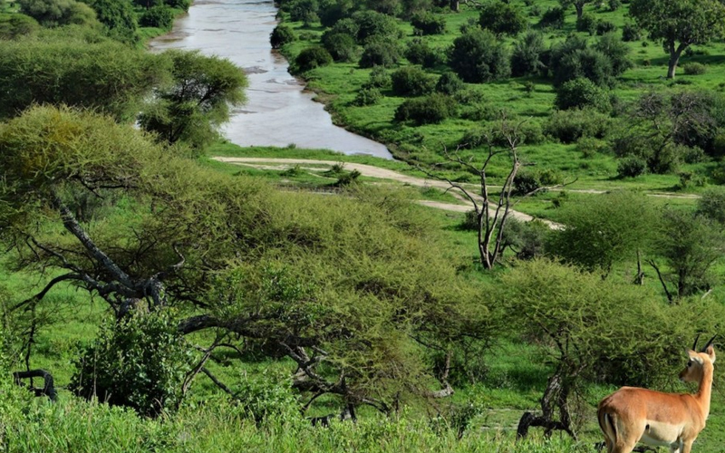 Embrace the Rain Tanzania Wet Season Safari