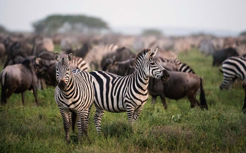 Plan Your Safari: Best Time to Visit Tanzania