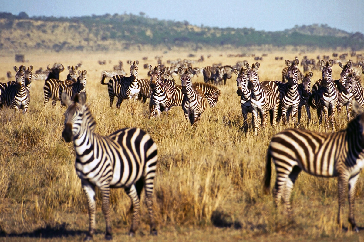 Plan Your Safari: Best Time to Visit Tanzania