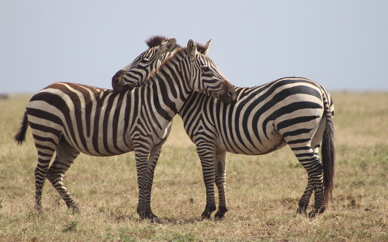 Thrills in the Dry Tanzania Dry Season Safari