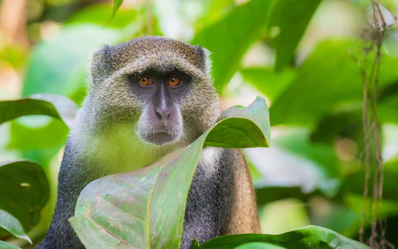 Wildlife Encounters on Mount Kilimanjaro