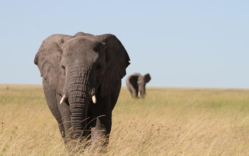 Top 10 Must-See Animals on a Tanzania Safari