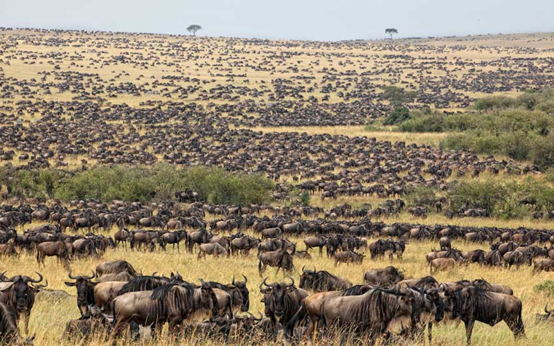 Top 10 Must-See Animals on a Tanzania Safari