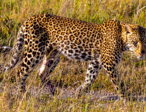 Top 10 Must-See Animals on a Tanzania Safari