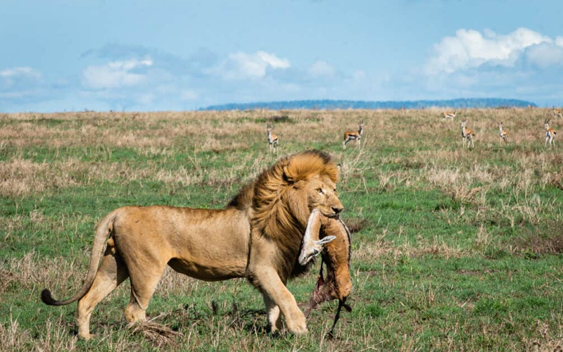 Top 10 Must-See Animals on a Tanzania Safari