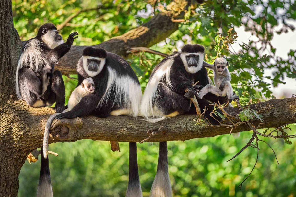 Arusha National Park