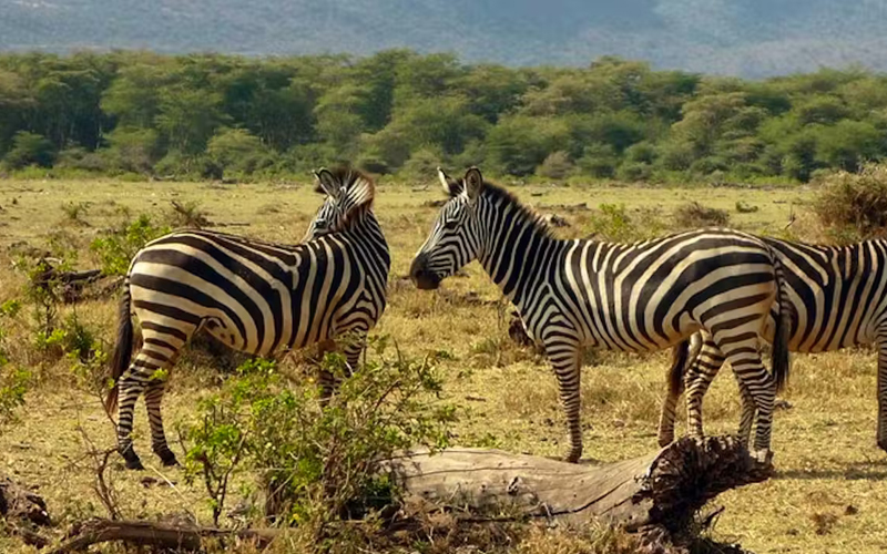 Exploring Lake Manyara National Park