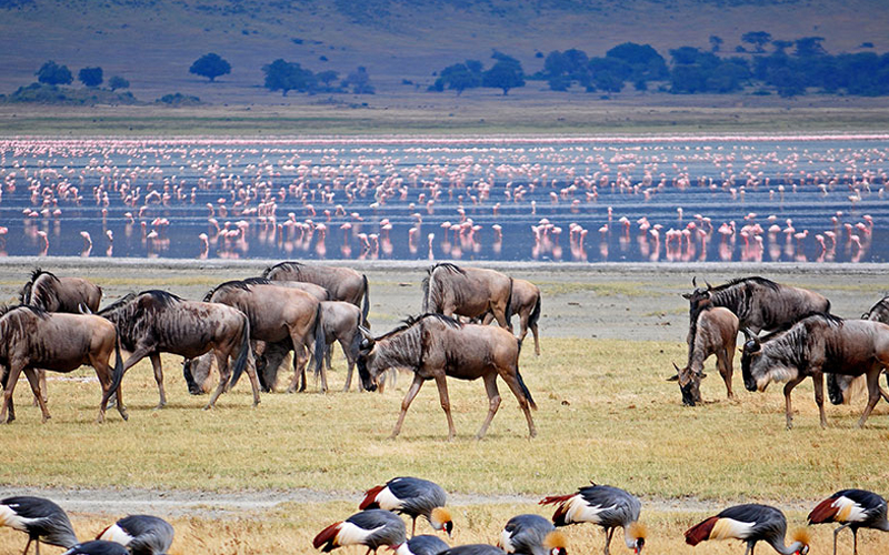 Ngorongoro Crater Records