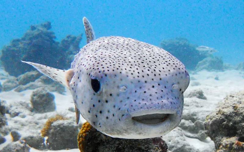 Exploring Zanzibar underwater wildlife