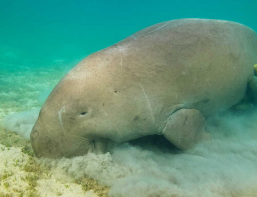 Exploring Zanzibar underwater wildlife