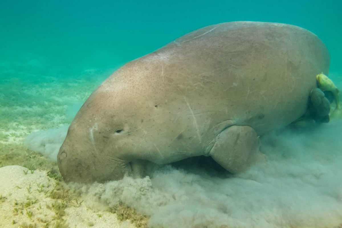 Exploring Zanzibar underwater wildlife