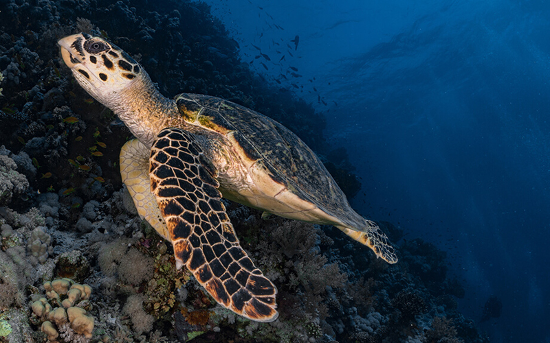 Exploring Zanzibar underwater wildlife