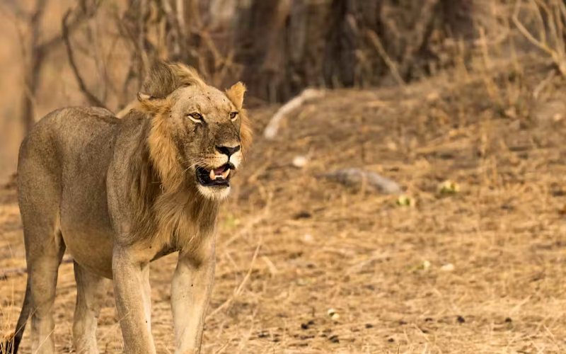 Family safari lodges in Tanzania