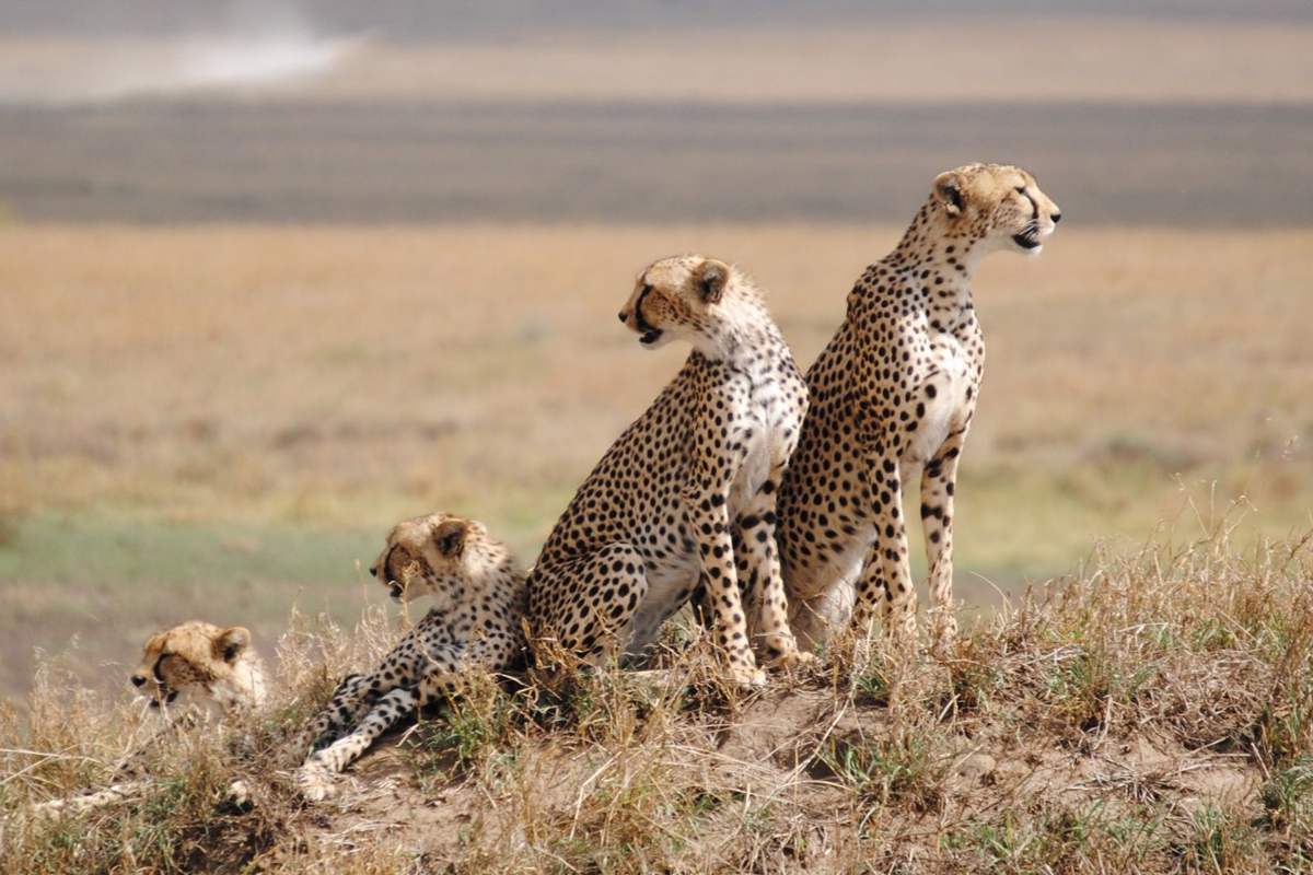 Insider Tips for a Perfect Tanzania Safari