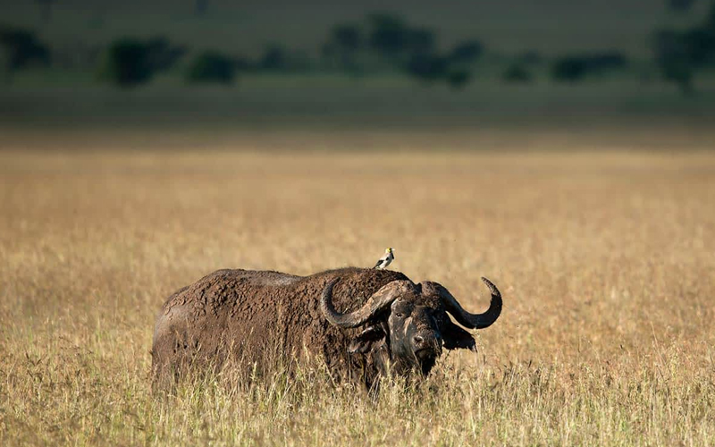 Insider Tips for a Perfect Tanzania Safari