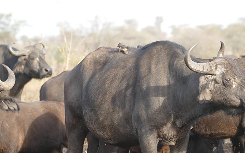 Top Activities to Experience in Ngorongoro Crater 2024